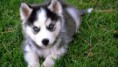 /album/fotogaleria/dogs-24567-25237-hd-wallpapers-jpg/