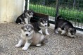 /album/fotogaleria/genuinos-cachorros-alaskan-malamute-genuinos-coyoacan-distrito-federal-mexico-accb83-1-jpg/
